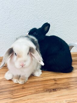 Zwergkaninchen - 3