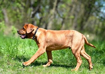 Tosa Inu pedigree FCI - 3