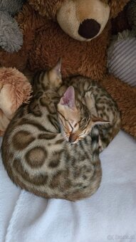 Bengal Katze - 3