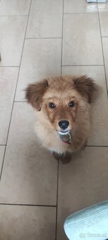 Junger Welpe sucht ein friedliches Zuhause - 3