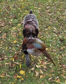 Böhmisch Rauhbart/Bohemian Wirehaired Pointing Griffon Welpe - 3