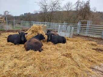 plemenný býk Aberdeen Angus - 3