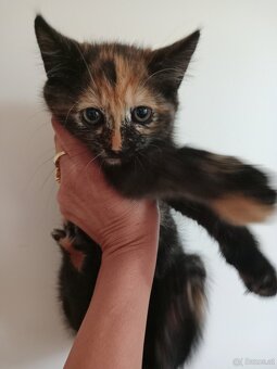 Beby Katze - 3