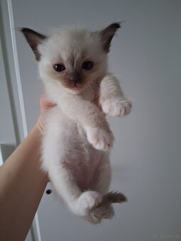 Ragdoll kitten - 3