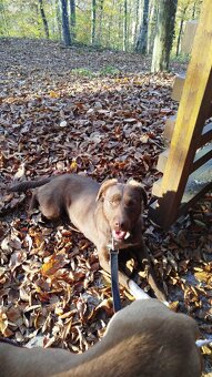 Für alle, die einem Hund ein liebevolles Zuhause schenken mö - 3