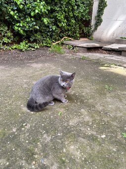 BKH Kater - 3