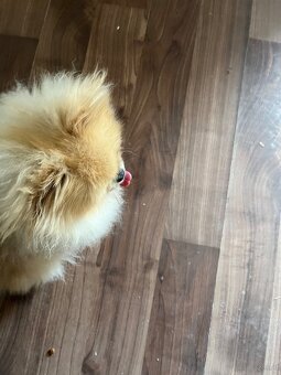Pomeranian - 3