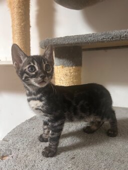 Bengal kitten in besonderen Farben - 3
