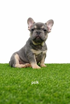 Französischen Bulldog - 3