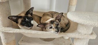 Dringend Platz gesucht - 3