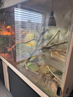 Bartagamen Pärchen - 3