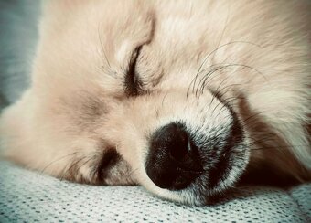 Pomeranian - 3