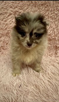 Pomeranian Welpe Deutscher Spitz. - 3