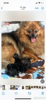Pomeranian - 3