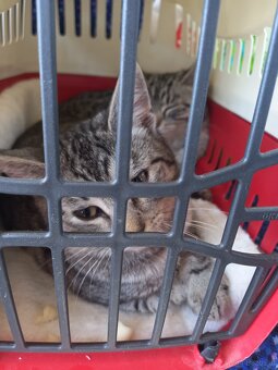 Katzen - 3
