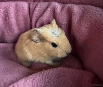 Meerschweinchen - 3