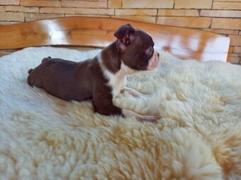 Boston ,Terrier - 3
