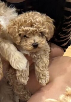 Maltipoo-Welpen - 3