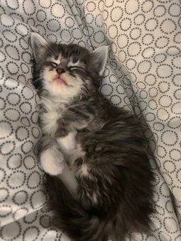 Baby Maine Coon - 3