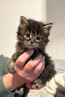 Baby Maine Coon - 3