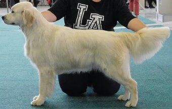 Golden Retriever Welpen - 3