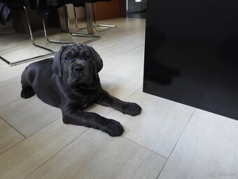 Reinrassige Cane Corso Welpen - 3