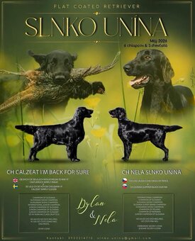 🐾 Flat Coated Retriever Welpen - 3
