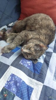 Katze zu verschenken - 3