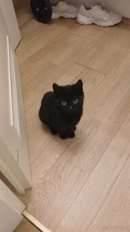 Europäisch Kurzhaar Kätzchen - 3