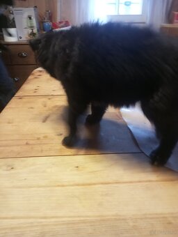 Mischlings Welpen - 3