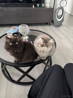 Persischer Katzen - 3
