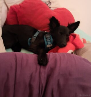 CHIHUAHUA FREUNDE  AUFGEPASST - 3