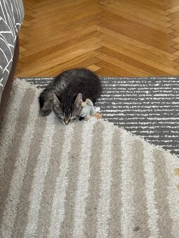 Norwegische Waldkatzen Mix Babykatze - 3
