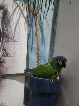 Papagei (Mini ara ) - 3