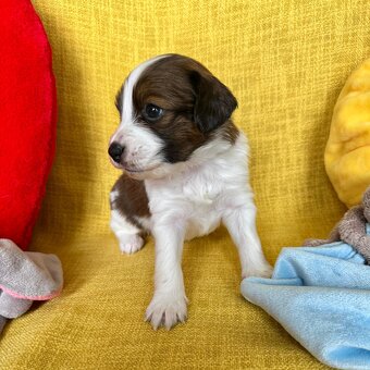 Kooikerhondje Welpen - 3