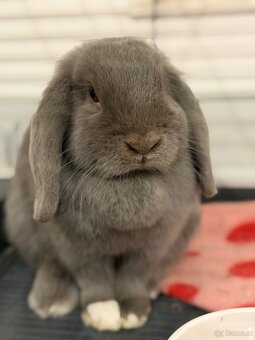 Minilop-Kaninchen 🐰🩷 - 3