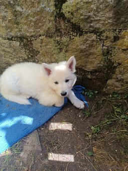 Weiße Schweizer Schäferhund Welpen zu verkaufen - 3