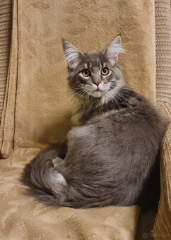 Maine Coon Kitten suchen Herzensplätze - 3