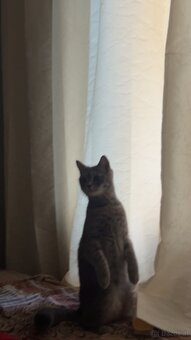 Katze Britischkurzhaar - 3