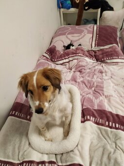 Jack Russelterrier zu vergeben - 3