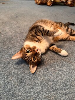Kater sucht liebevolles neues Zuhause - 3
