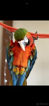 Handzahmer Harlekin ARA 3 Jahre, weiblich - 3