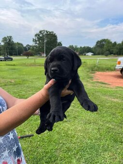 Labrador Retriever welpen - 3