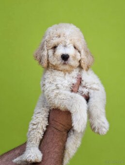 Lagotto Romangnolo - 3