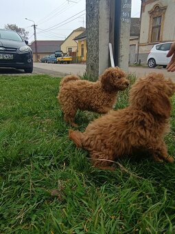 Golden Doodle F1b Welpen - 3