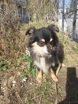 CHIHUAHUA Rüde zu vergeben - 3