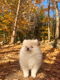 Pomeranian-Welpen - 3