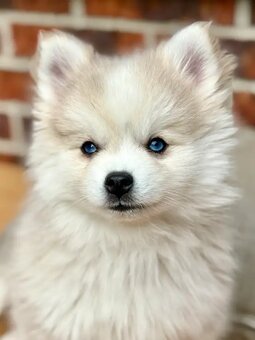 Wunderschöne Pomsky-Welpen abzugeben - 3