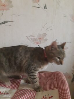 Mama Katze und Baby Madchen - 3