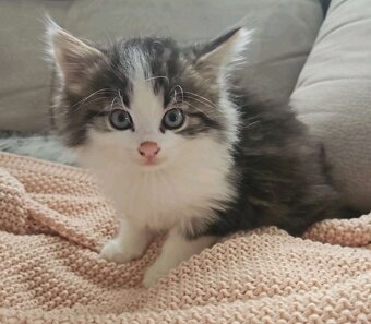 Baby katze - 3